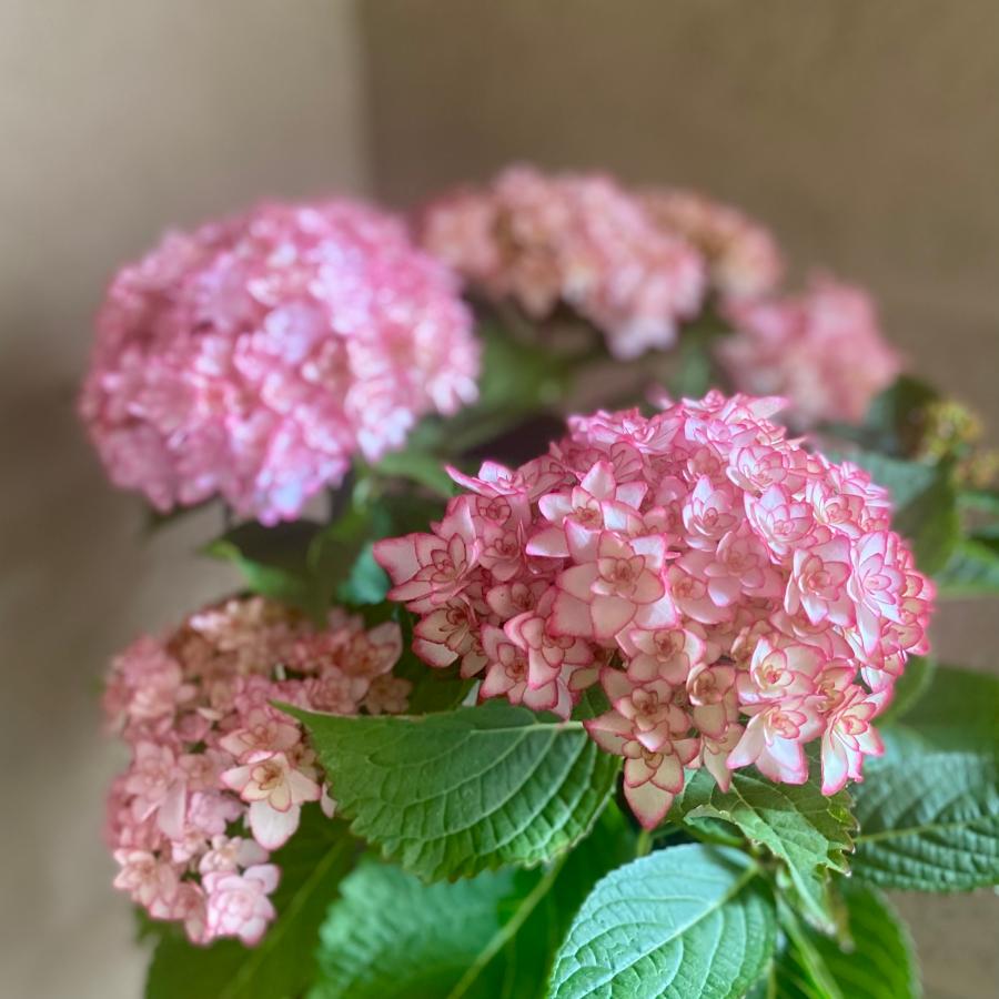 ひなまつりルナ アジサイ加茂セレクション 5号鉢 ハイドランジア 紫陽花 | 