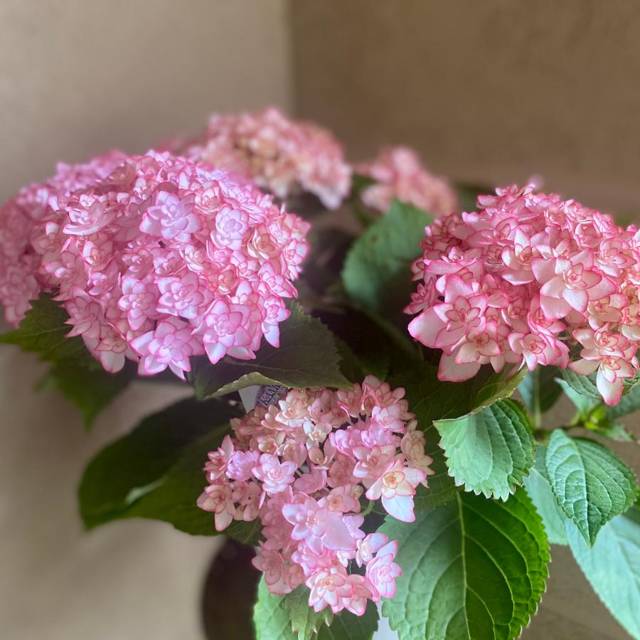 ひなまつりルナ アジサイ加茂セレクション 5号鉢 ハイドランジア 紫陽花 |  | 02