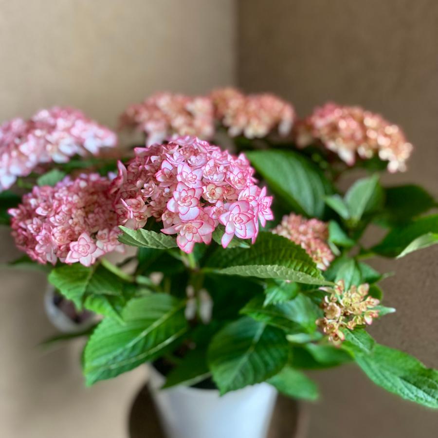 ひなまつりルナ アジサイ加茂セレクション 5号鉢 ハイドランジア 紫陽花 |  | 03