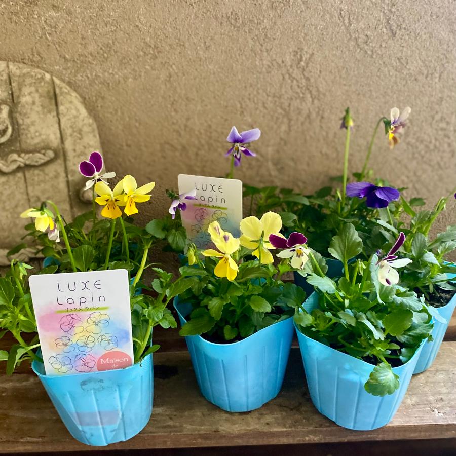 リュクスラパン ラビット系ビオラ 2ポット | 