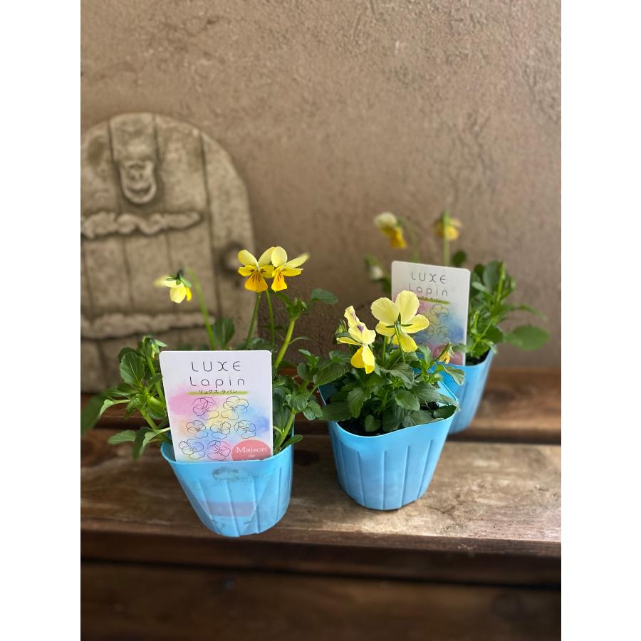 リュクスラパン ラビット系ビオラ 2ポット |  | 02