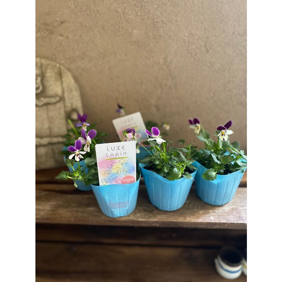 リュクスラパン ラビット系ビオラ 2ポット |  | 03