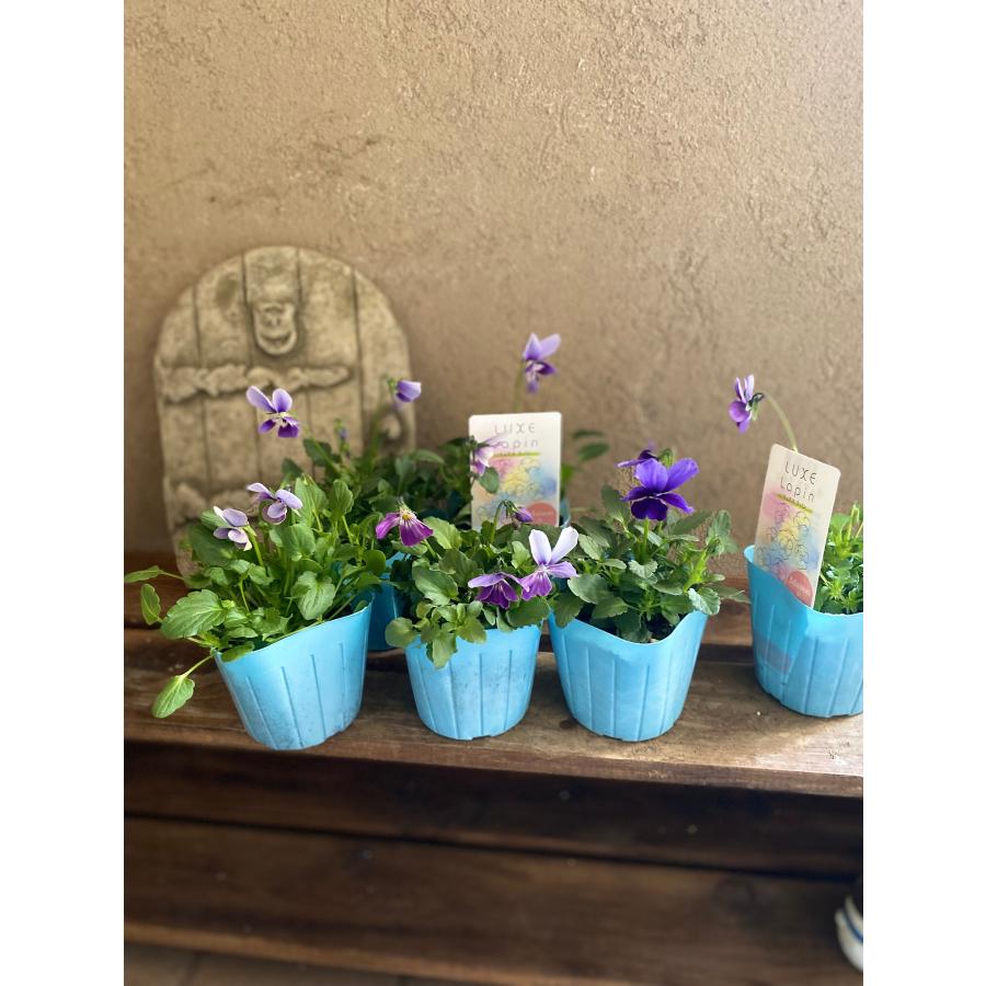 リュクスラパン ラビット系ビオラ 2ポット |  | 04