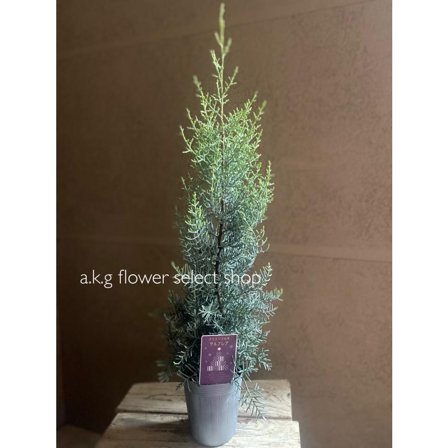 サルフレア クリスマスの樹 コニファー 針葉樹 : a.k.g - 通販 - Yahoo
