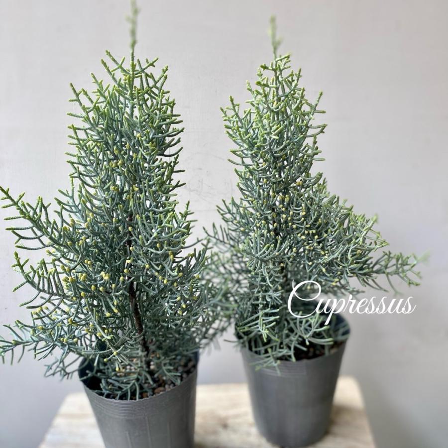 サルフレア クリスマスの樹 コニファー 針葉樹 : a.k.g - 通販 - Yahoo