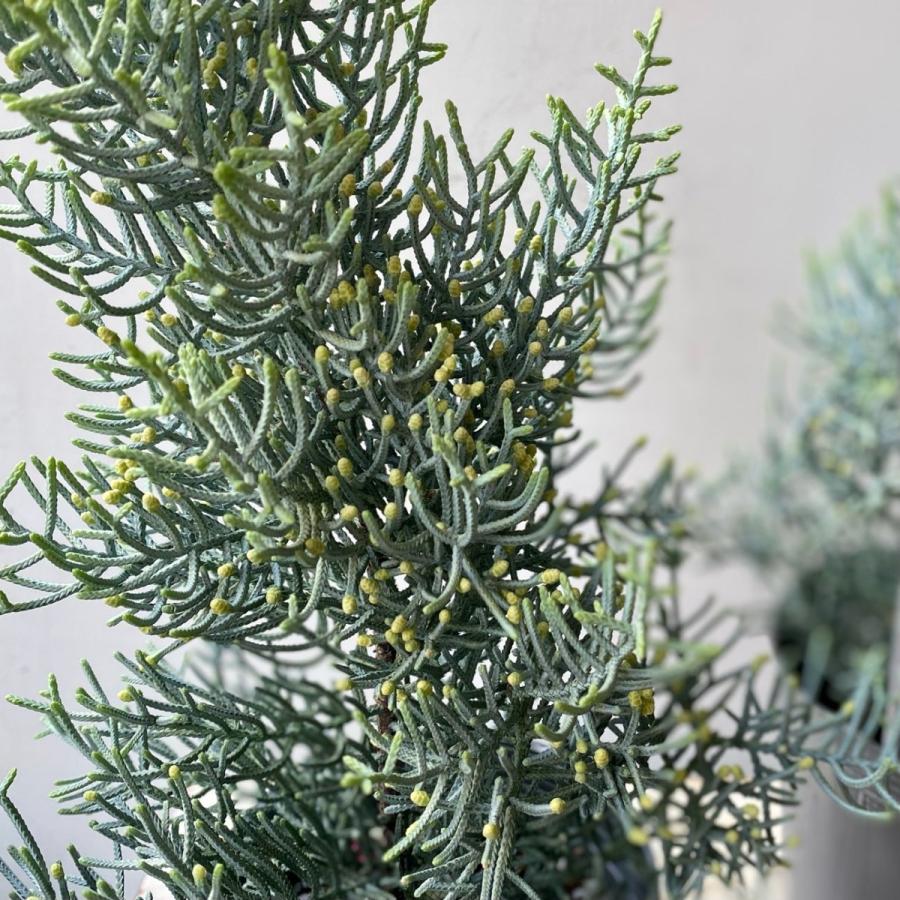 サルフレア クリスマスの樹 コニファー 針葉樹 : a.k.g - 通販 - Yahoo