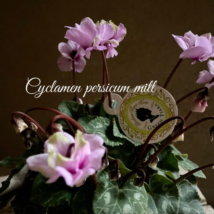 ミニシクラメングリーンティアラ : a.k.g - 通販 - Yahoo!ショッピング