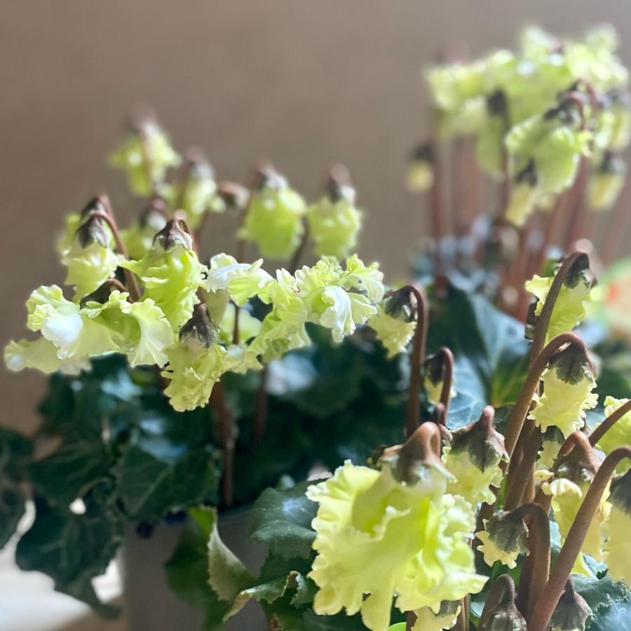 No3 シクラメン 森の妖精 827284099c6fb5b3c0c00dc75a9165