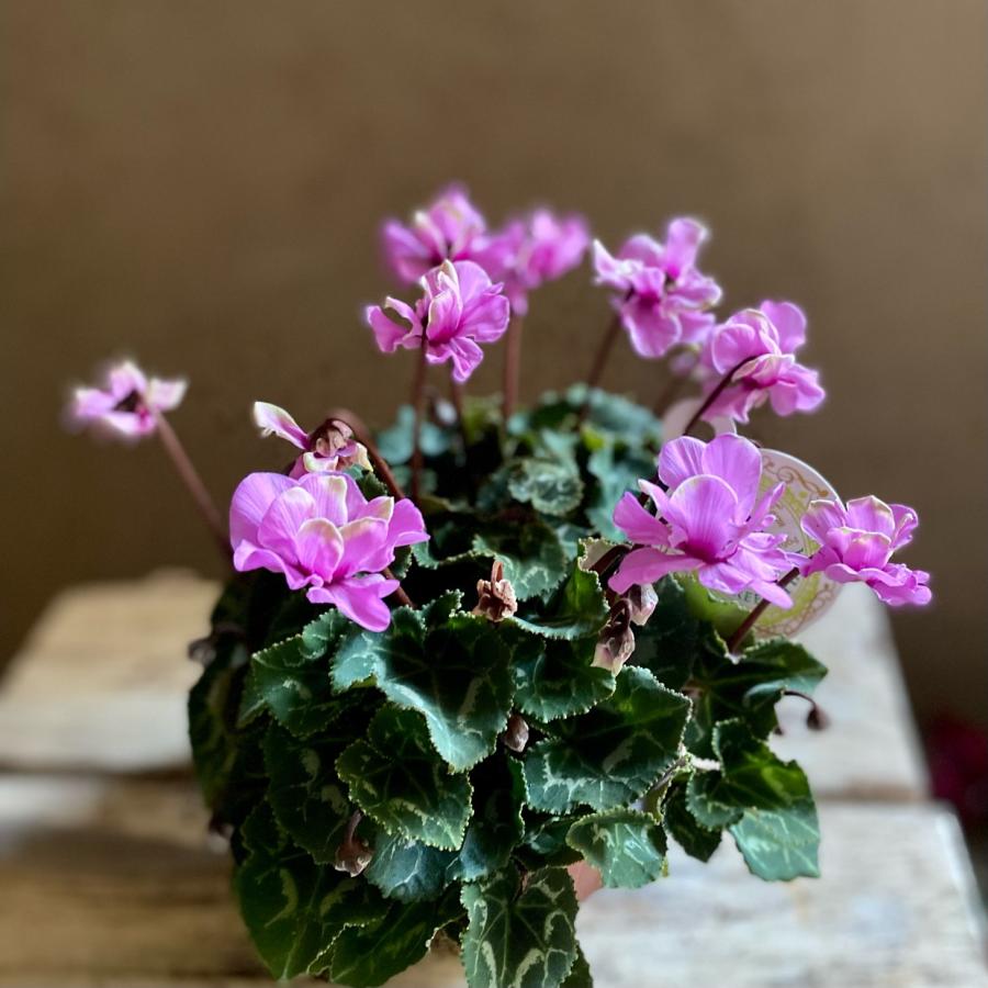 ミニシクラメン グリーンティアラ : a.k.g - 通販 - Yahoo!ショッピング