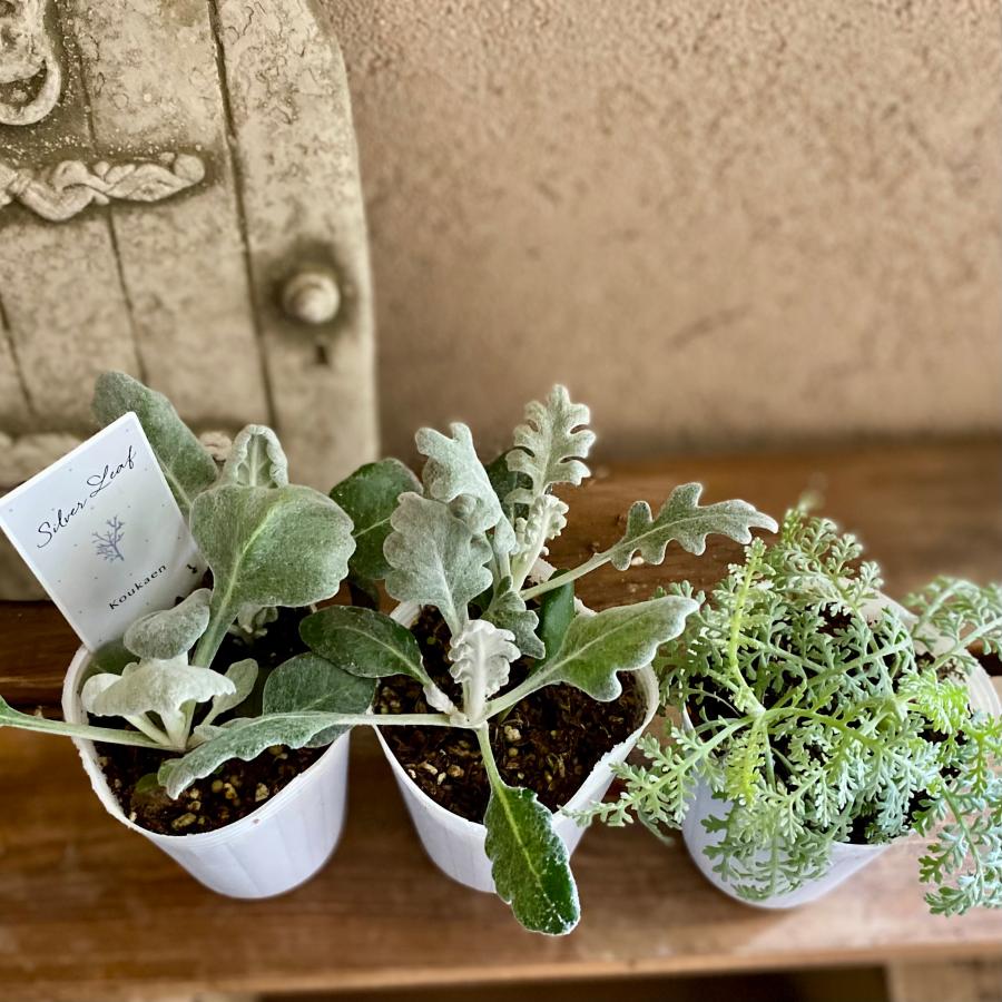 シルバーリーフ3種セット : a.k.g - 通販 - Yahoo!ショッピング