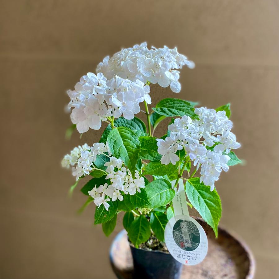 アシさん 吉岡麗子さんのアジサイ 小蝶 3号 ぽじさい 山紫陽花 : a.k.g - 通販