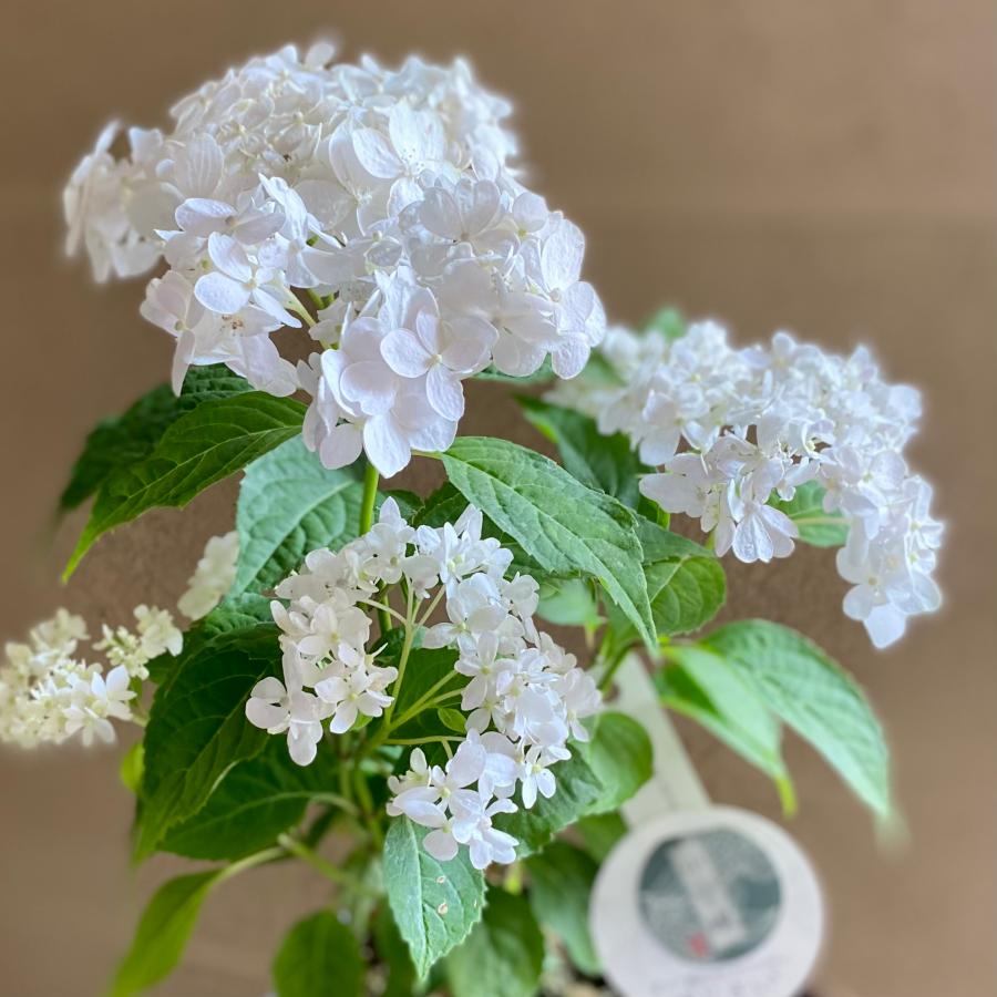 コボリサヤカさん 紫陽花ねずみ コボリサヤカさん 紫陽花ねずみ - メルカリ