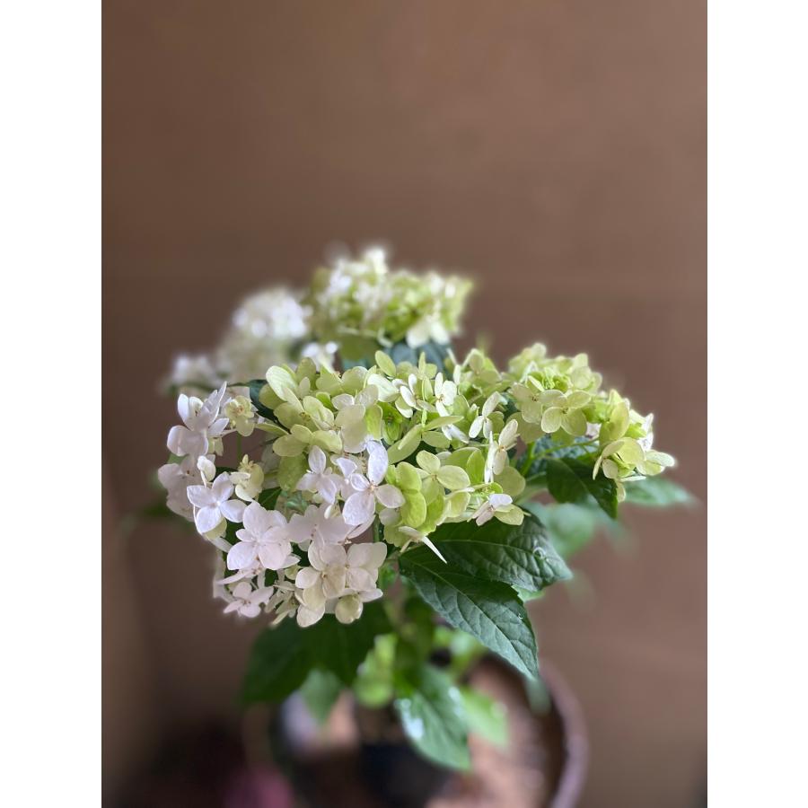 コボリサヤカさん 紫陽花ねずみ コボリサヤカさん 紫陽花ねずみ - メルカリ