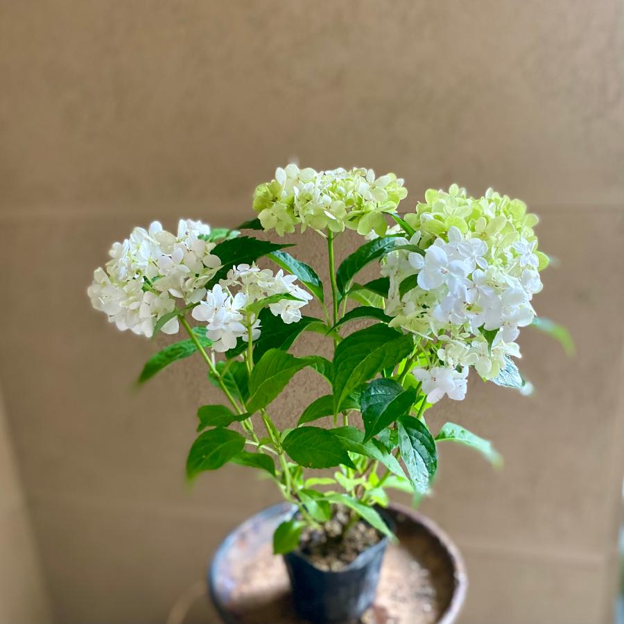 吉岡麗子さんのアジサイ 小蝶 3号 ぽじさい 山紫陽花 : a.k.g - 通販