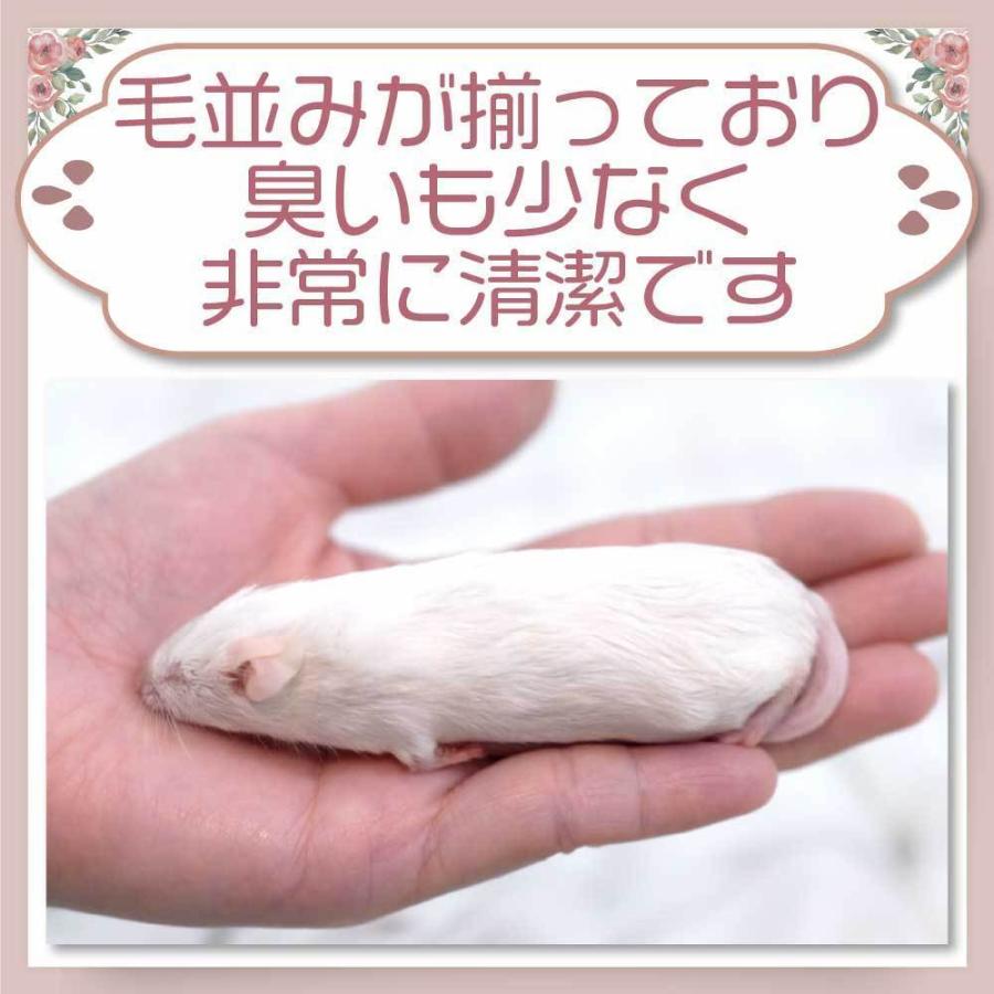 送料無料 冷凍マウスファジー50匹 thepern_mousefuzzyx10
