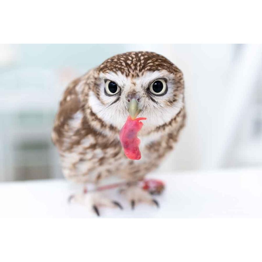 冷凍 ピンクマウスS 50匹 餌 猛禽類 爬虫類用 : アキバフクロウ