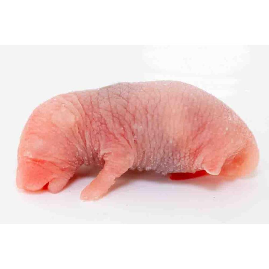 冷凍 ピンクマウスS 50匹 餌 猛禽類 爬虫類用 : アキバフクロウ