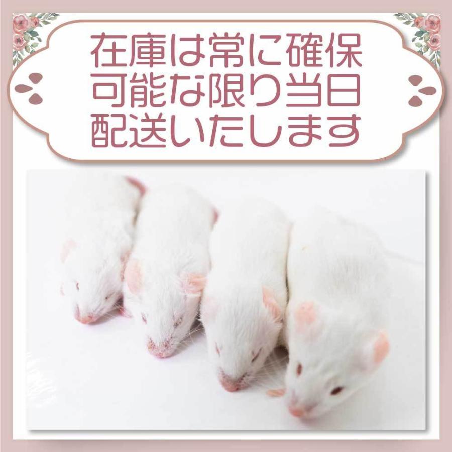 冷凍 マウス ホッパーマウス 餌 エサ フクロウ 20匹 猛禽類 爬虫類