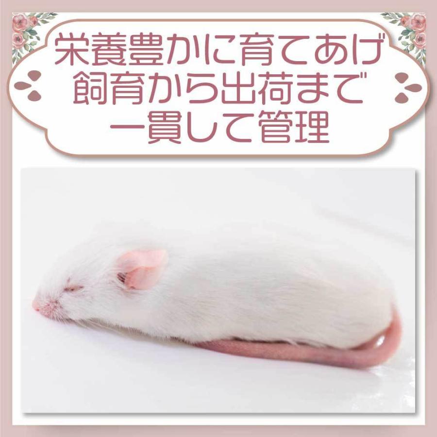 冷凍ピンクマウス S 50匹 yuuuuka送料無料 冷凍マウスファジーS50匹