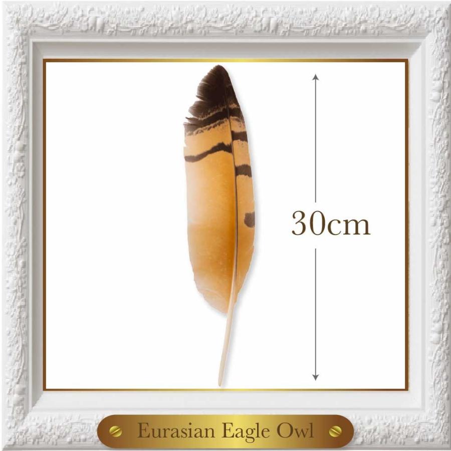 ワシミミズクの羽根？ 23枚 最終セット ワシミミズクの羽根？ 23