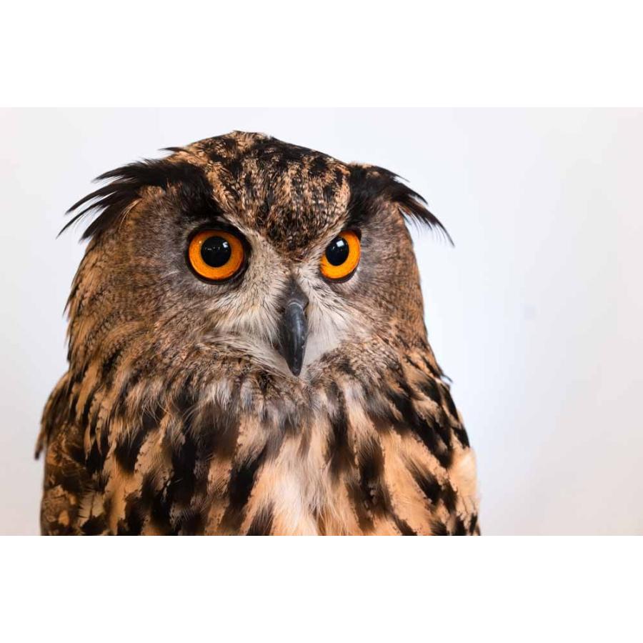 羽 ふくろう フクロウ グッズ 動物 ユーラシアワシミミズク