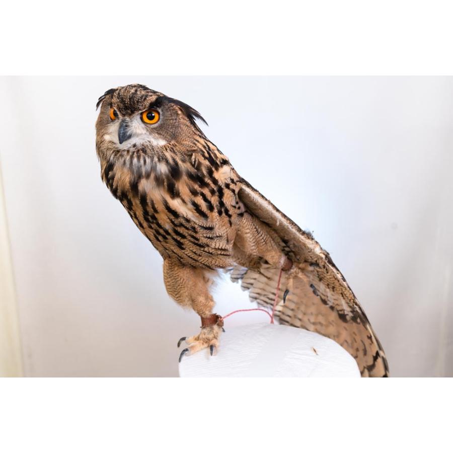 羽 ふくろう フクロウ グッズ 動物 ユーラシアワシミミズク 羽 ふくろう フクロウ グッズ 動物 ユーラシアワシミミズク