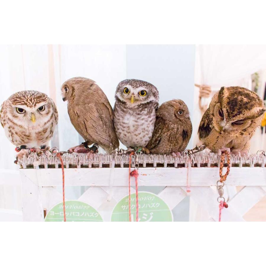 羽 ふくろう フクロウ グッズ 動物 インドコキンメフクロウ