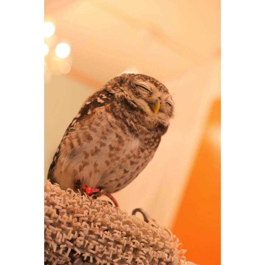 羽 ふくろう フクロウ グッズ 動物 インドコキンメフクロウ 焼き芋 Ft 002 アキバフクロウオンラインショップ 通販 Yahoo ショッピング