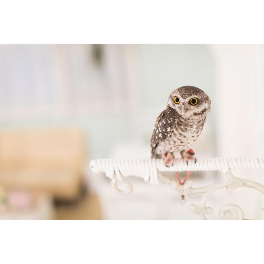 羽 ふくろう フクロウ グッズ 動物 インドコキンメフクロウ 焼き芋 Ft 002 アキバフクロウオンラインショップ 通販 Yahoo ショッピング