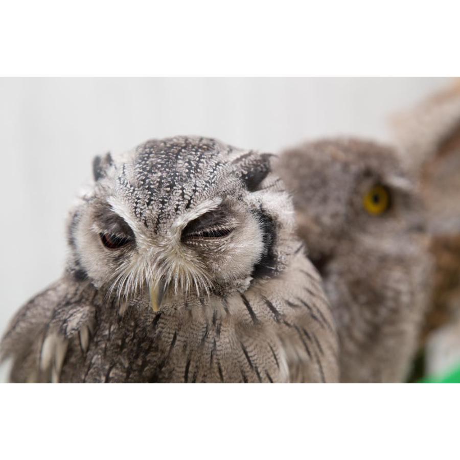 羽 ふくろう フクロウ グッズ 動物 アフリカオオコノハズク クッピー