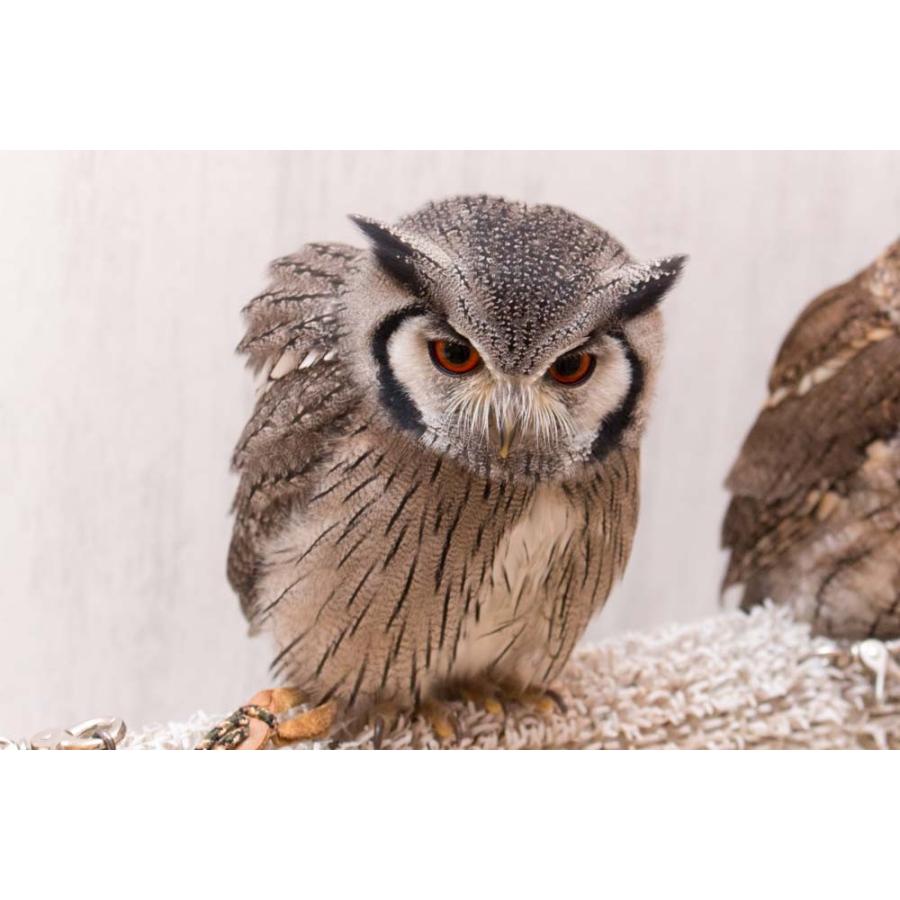 羽 ふくろう フクロウ グッズ 動物 アフリカオオコノハズク クッピー