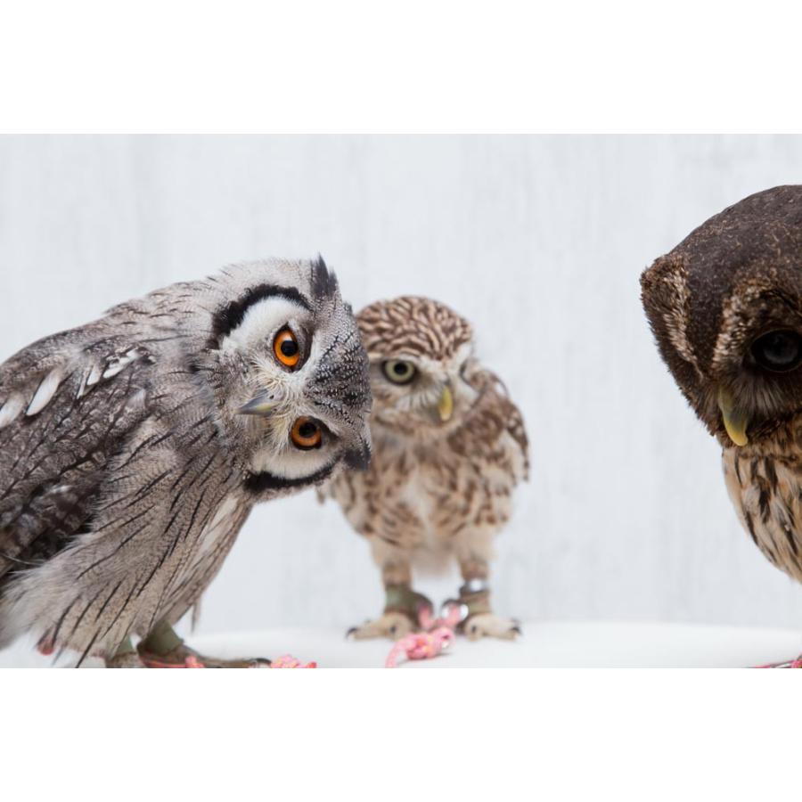 羽 ふくろう フクロウ グッズ 動物 アフリカオオコノハズク