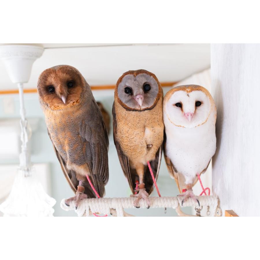 羽 ふくろう フクロウ グッズ 動物 メンフクロウ しらす