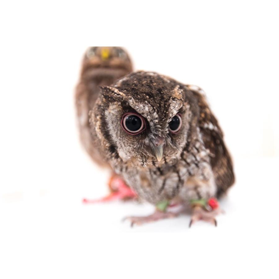 羽 ふくろう フクロウ グッズ 動物 スピックスコノハズク 餃子