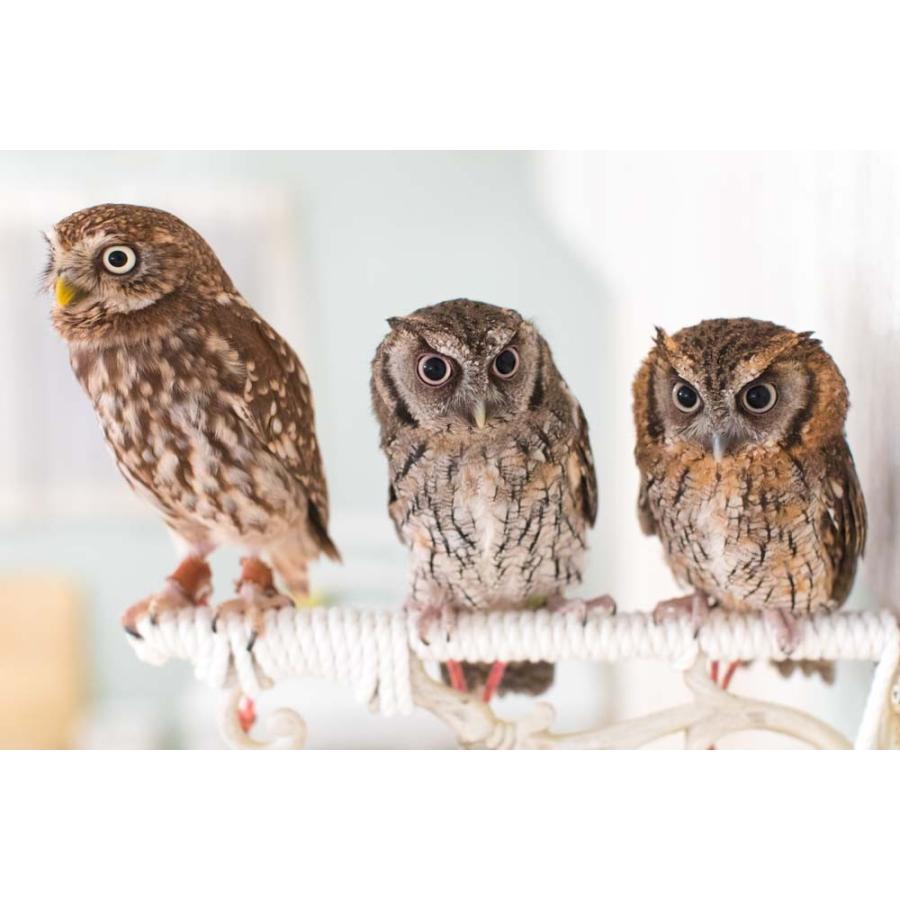 フクロウコレクション全54羽 羽 ふくろう フクロウ グッズ 動物 クロメンフクロウ もんじゃ
