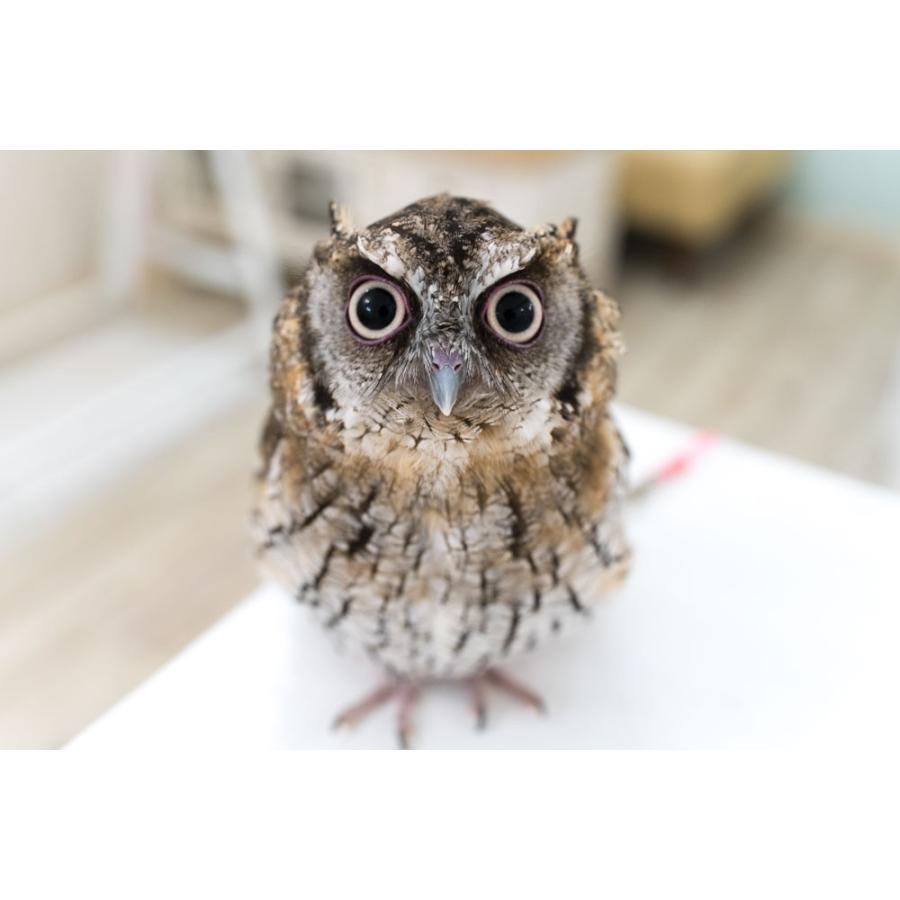 羽 ふくろう フクロウ グッズ 動物 スピックスコノハズク 餃子