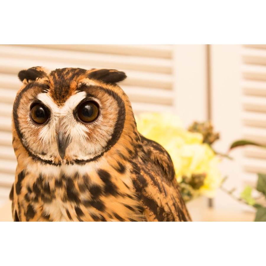 羽 ふくろう フクロウ グッズ 動物 ウサギフクロウ クイーン