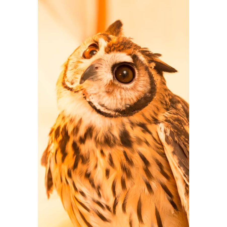 羽 ふくろう フクロウ グッズ 動物 ウサギフクロウ クイーンハート Ft 006 アキバフクロウオンラインショップ 通販 Yahoo ショッピング
