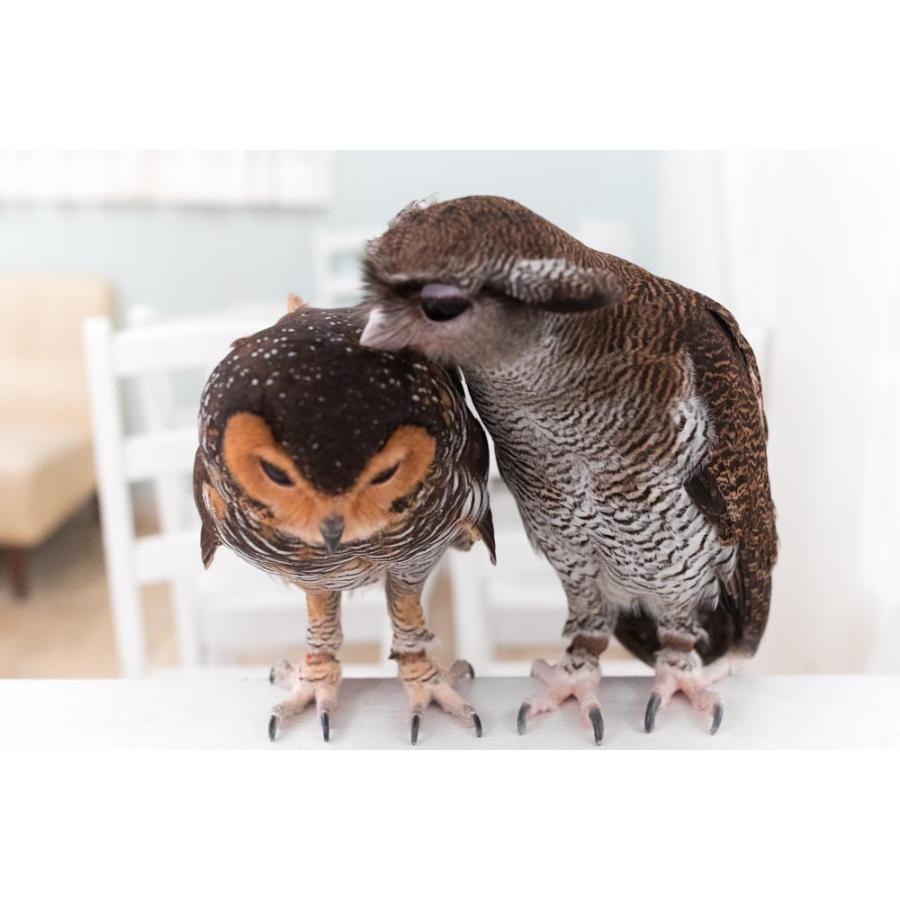 羽 ふくろう フクロウ グッズ 動物 マレーモリフクロウ 怪盗 羽 ふくろう フクロウ グッズ 動物 マレーモリフクロウ 怪盗