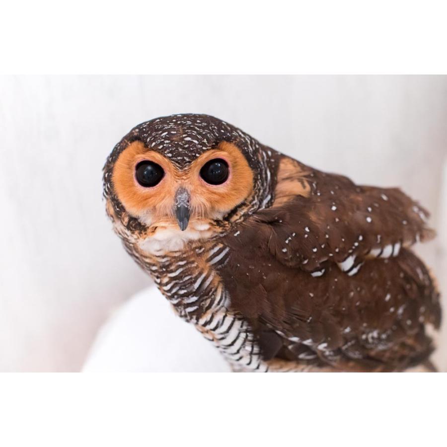 羽 ふくろう フクロウ グッズ 動物 マレーモリフクロウ 怪盗