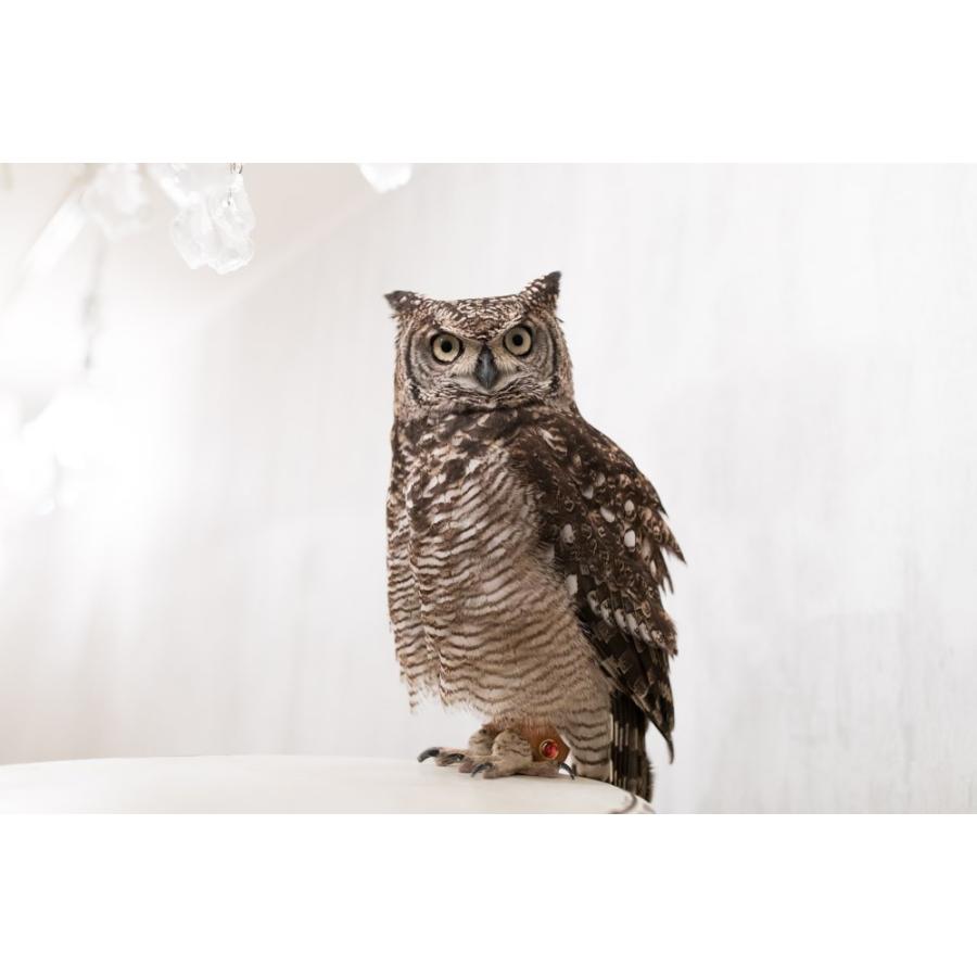 羽 ふくろう フクロウ グッズ 動物 アフリカワシミミズク 歌舞伎 羽 ふくろう フクロウ グッズ 動物 アフリカワシミミズク 歌舞伎