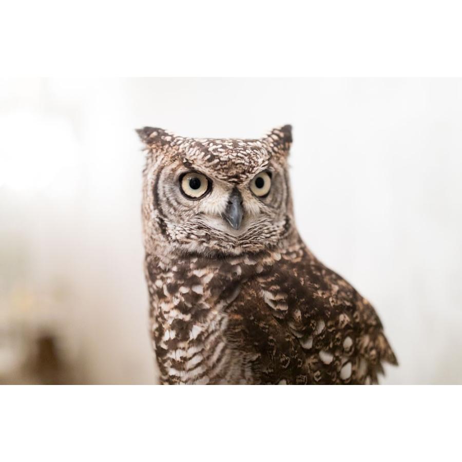 羽 ふくろう フクロウ グッズ 動物 アフリカワシミミズク 歌舞伎