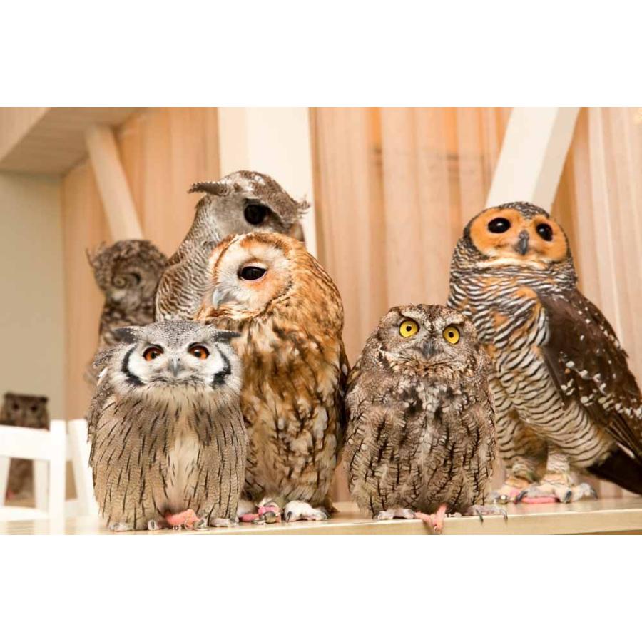 羽 ふくろう フクロウ グッズ 動物 ニシアメリカオオコノハズク 羽 ふくろう フクロウ グッズ 動物 ニシアメリカオオコノハズク