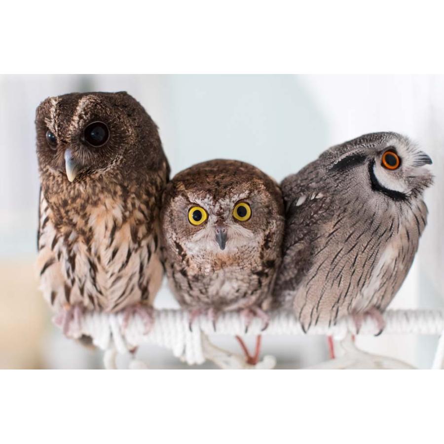 羽 ふくろう フクロウ グッズ 動物 ニシアメリカオオコノハズク 羽 ふくろう フクロウ グッズ 動物 ニシアメリカオオコノハズク