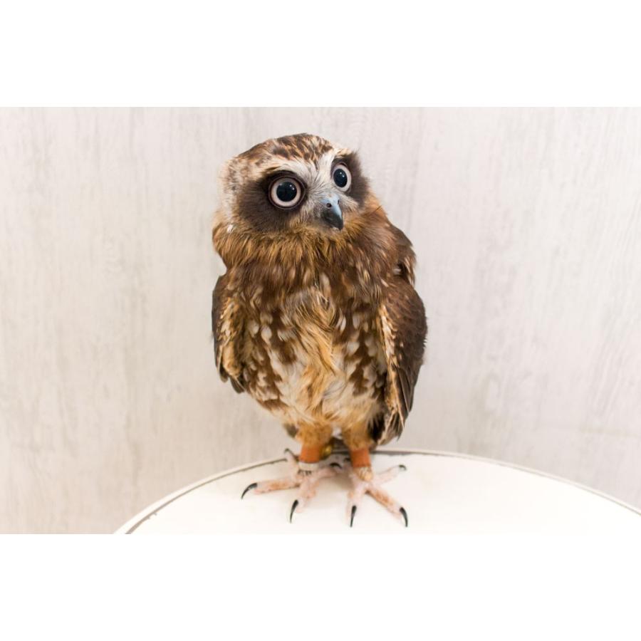 羽 ふくろう フクロウ グッズ 動物 ニュージーランドアオバズク 羽 ふくろう フクロウ グッズ 動物 ニュージーランドアオバズク