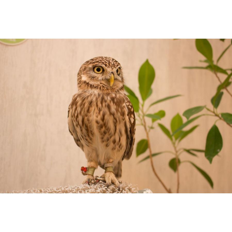 羽 ふくろう フクロウ グッズ 動物 コキンメフクロウ 山下さん