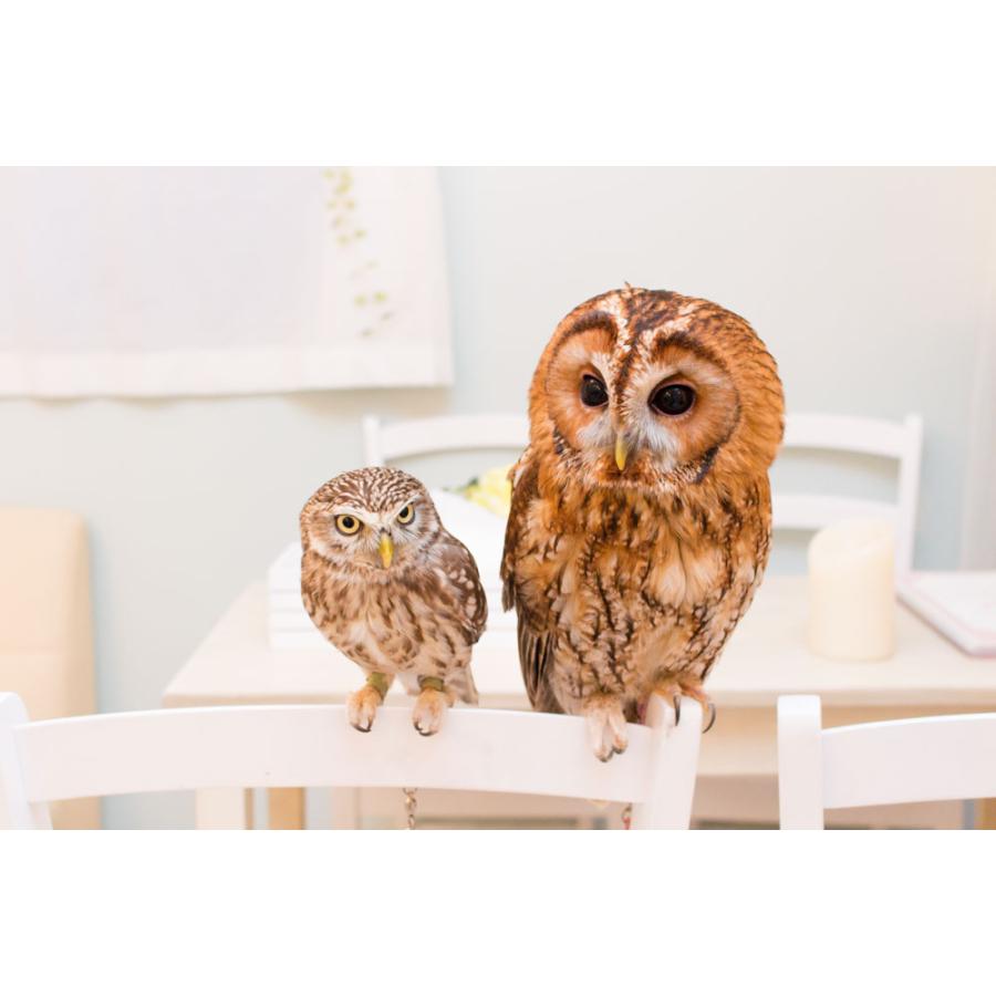 羽 ふくろう フクロウ グッズ 動物 コキンメフクロウ 山下さん