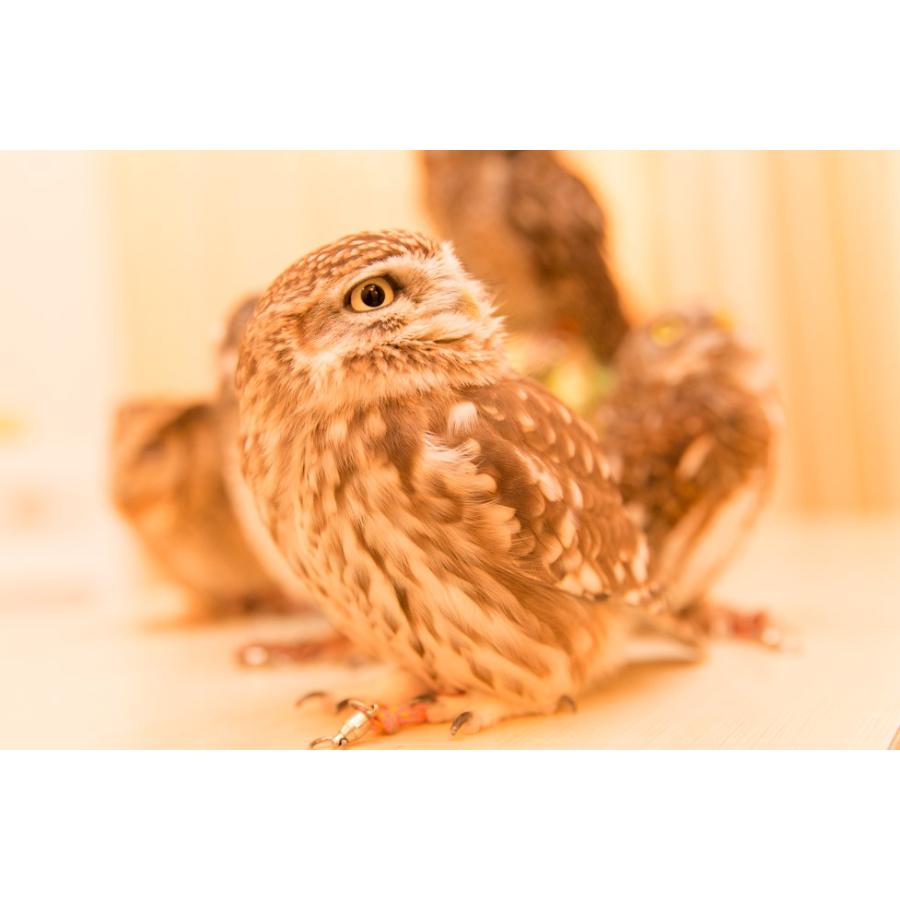 羽 ふくろう フクロウ グッズ 動物 コキンメフクロウ 山下さん Ft 013 アキバフクロウオンラインショップ 通販 Yahoo ショッピング