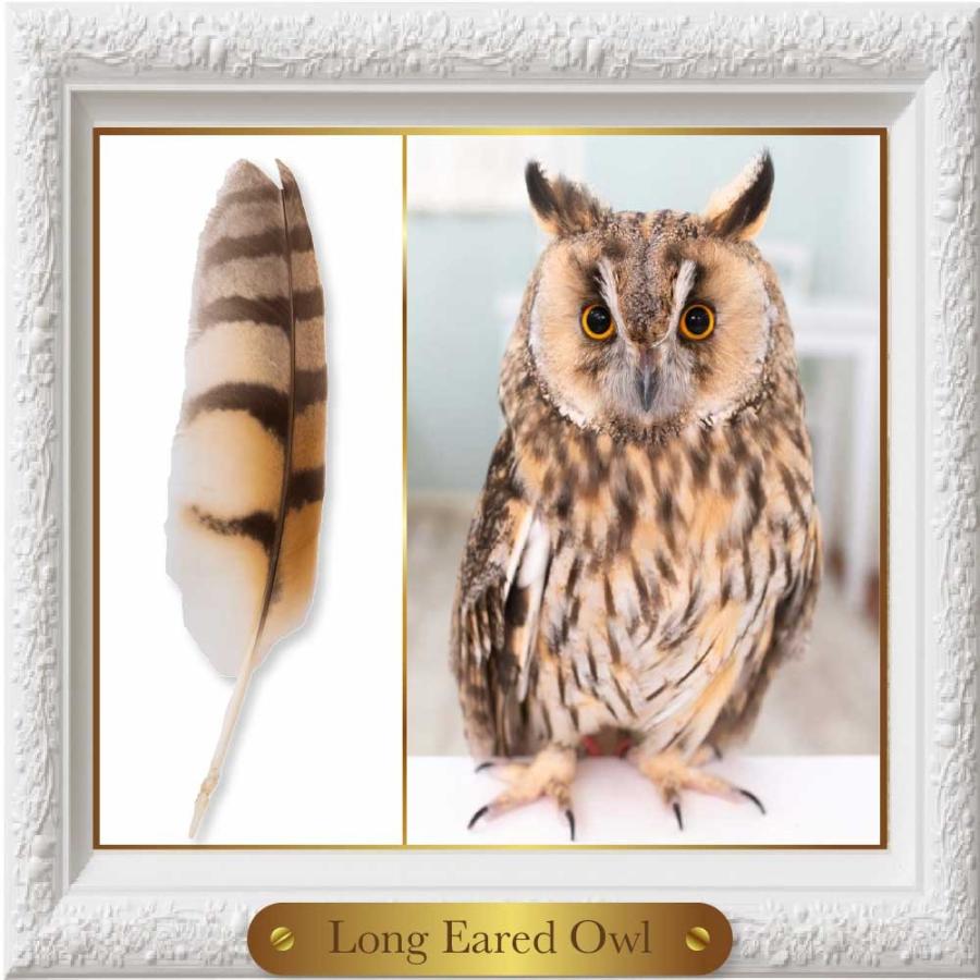羽 ふくろう フクロウ グッズ 動物 トラフズク キングクリムゾン 羽 ふくろう フクロウ グッズ 動物 トラフズク キングクリムゾン