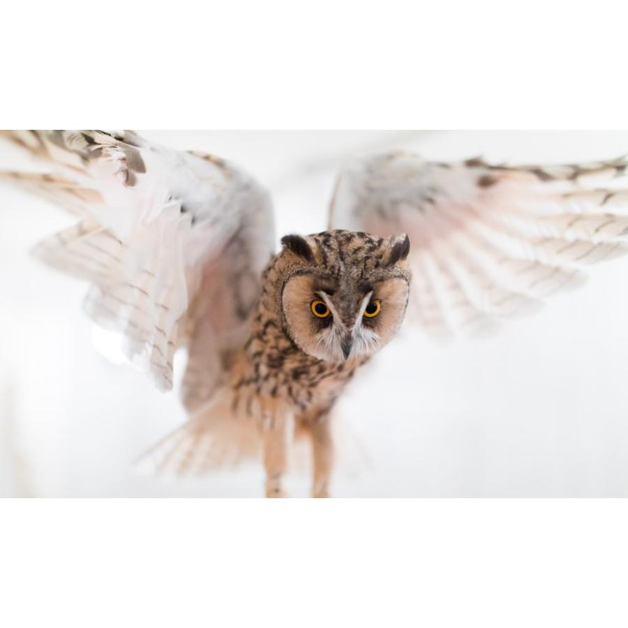 羽 ふくろう フクロウ グッズ 動物 トラフズク キングクリムゾン 羽 ふくろう フクロウ グッズ 動物 トラフズク キングクリムゾン